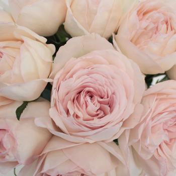 Jane Iredale - Flourish Skin and Beauty